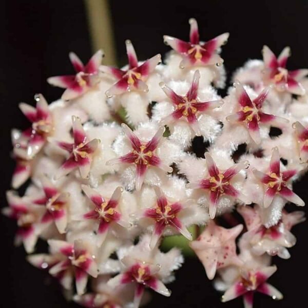 hoya erythrostemma 'sukhirin narathiwat'