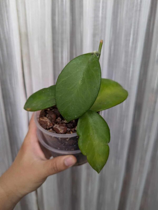 Hoya bicknellii - Imagen 2