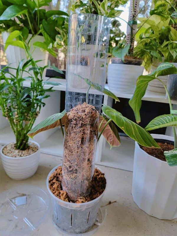 Soporte vertical para plantas trepadoras - Imagen 6