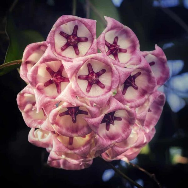 Hoya archboliana