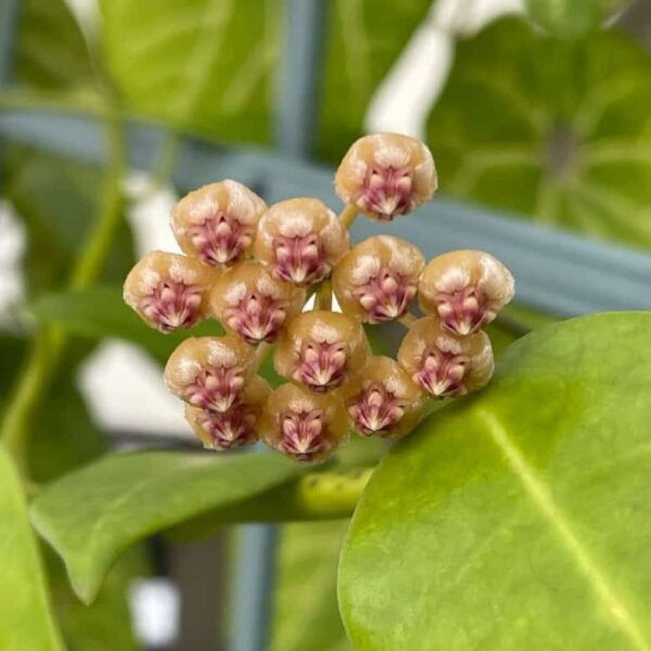 Hoya bicknellii