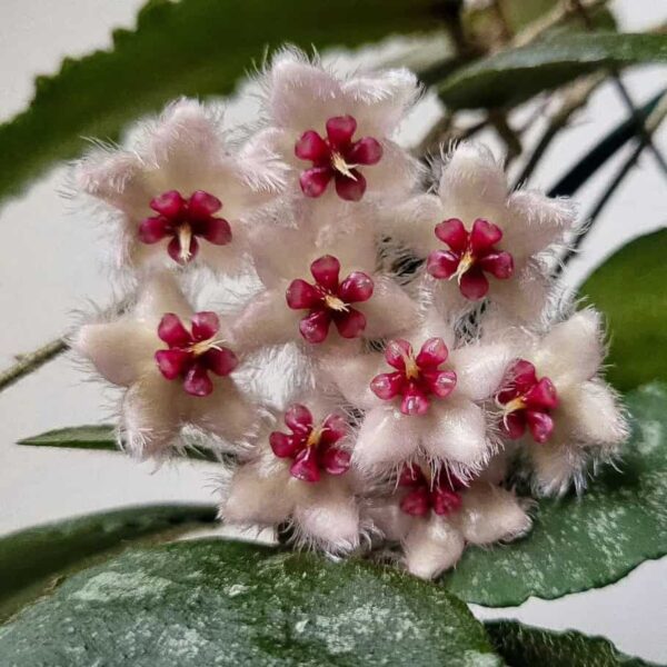 Hoya caudata 'aceh'