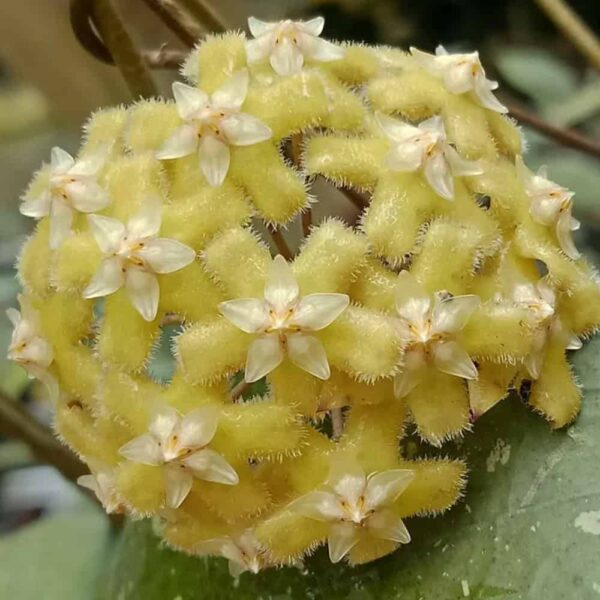 Hoya erythrina