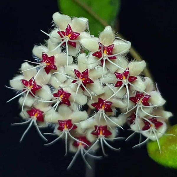 Hoya flagellata