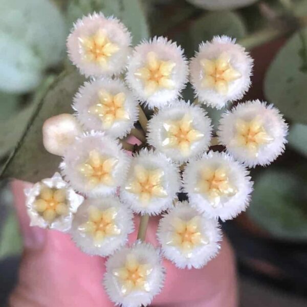 Hoya khroniana 'eskimo'