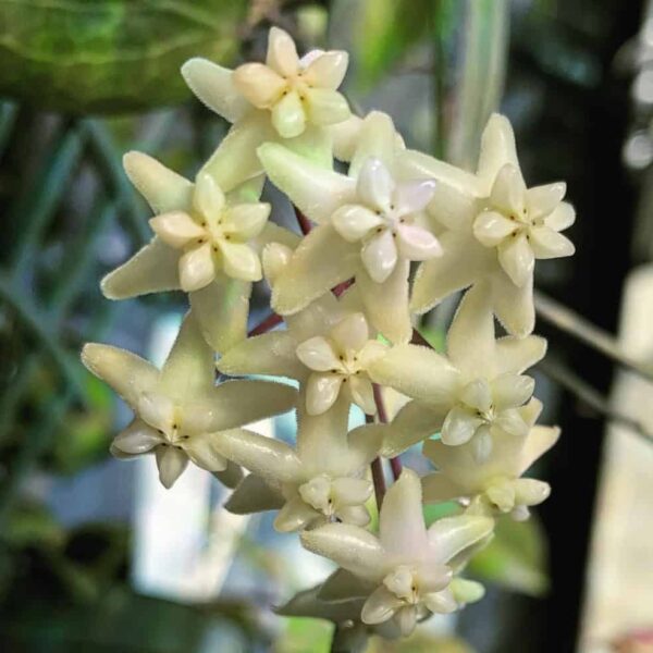 Hoya pimenteliana