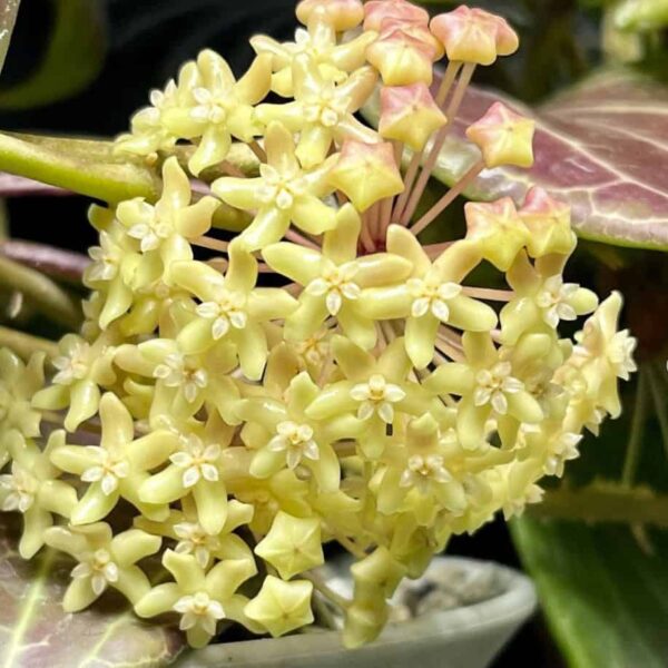 Hoya quinquinervia