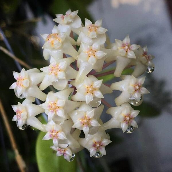 Hoya verticillata