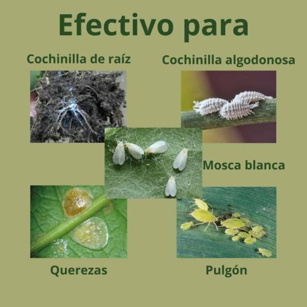 Insecticida sistemico